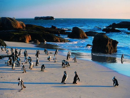 Cape Point & Peninsula Tour