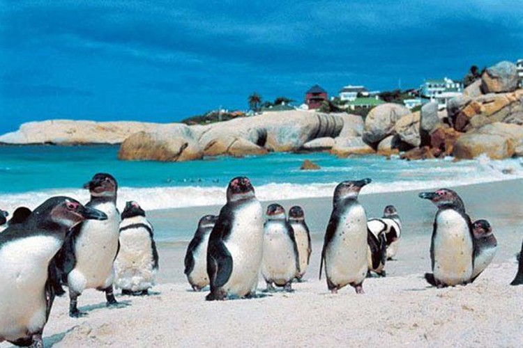 Cape Point & Peninsula Tour