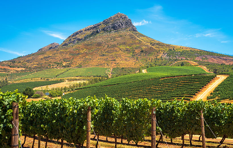 Paarl and boutique wineries