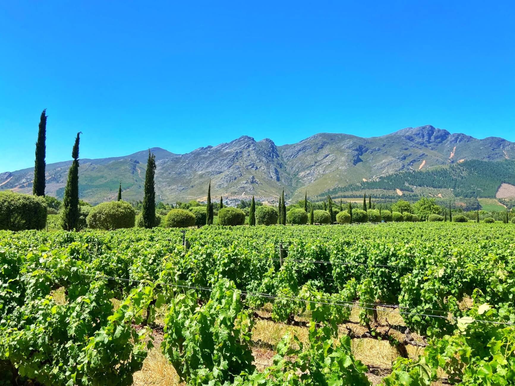 Paarl and boutique wineries