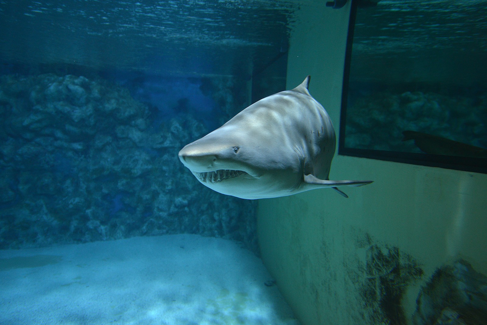 Shark Cage Diving Transfers