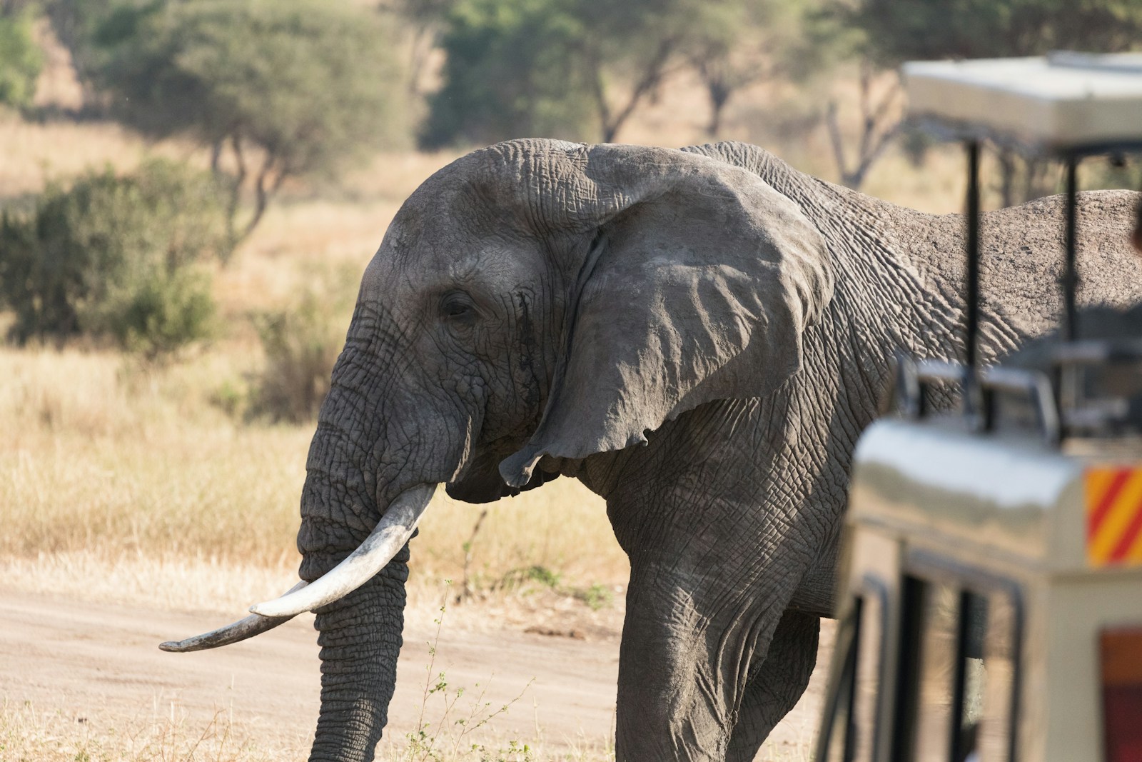Safari day trips and overnight routes